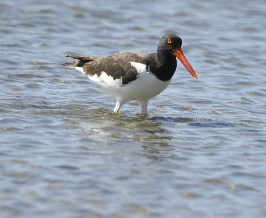 American Oystercatcher - ML623302750