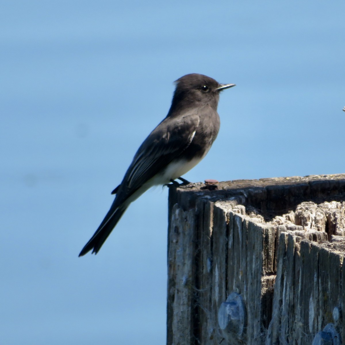 Black Phoebe - Anita Toney