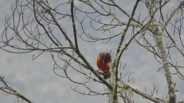 Scarlet-bellied Mountain Tanager - ML623302773