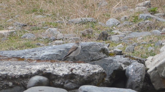 White-browed Ground-Tyrant - ML623302784