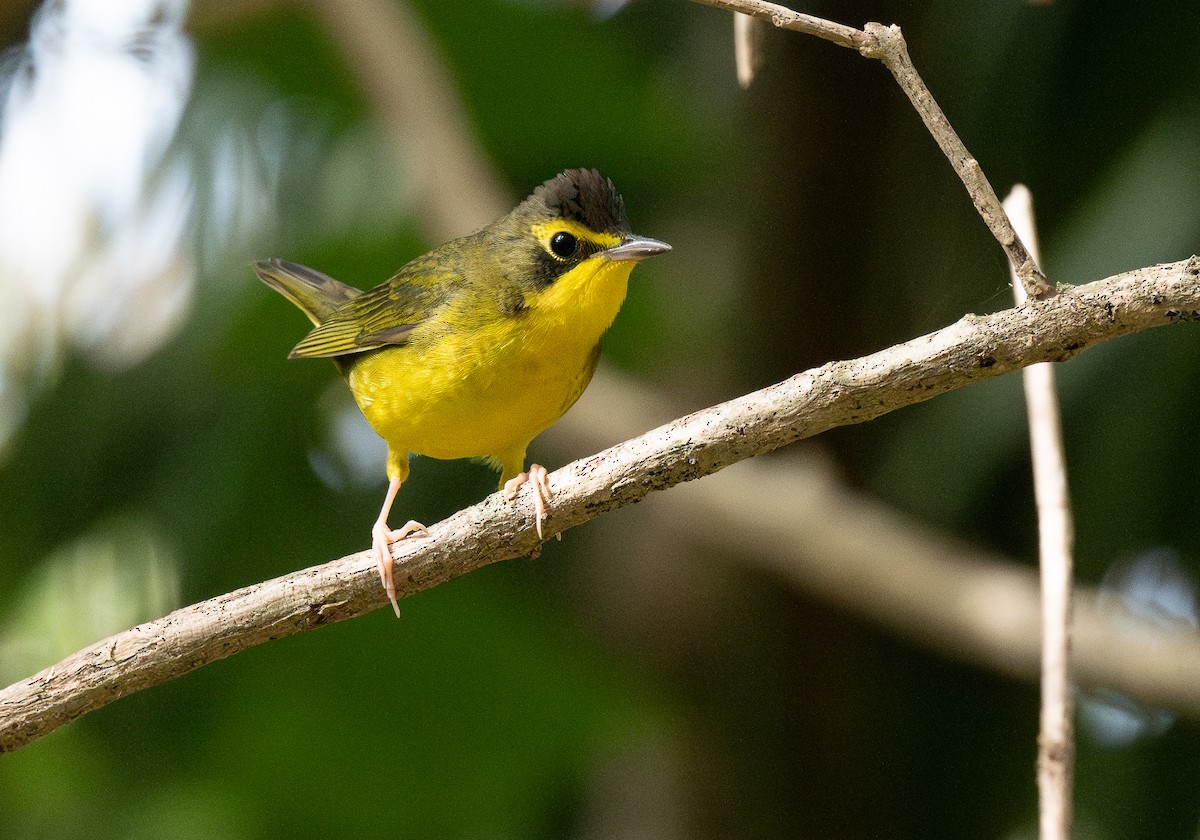 Kentucky Warbler - Miguel  Mejias