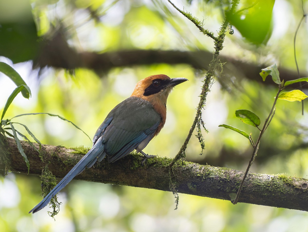 Rufous Motmot - ML623302809