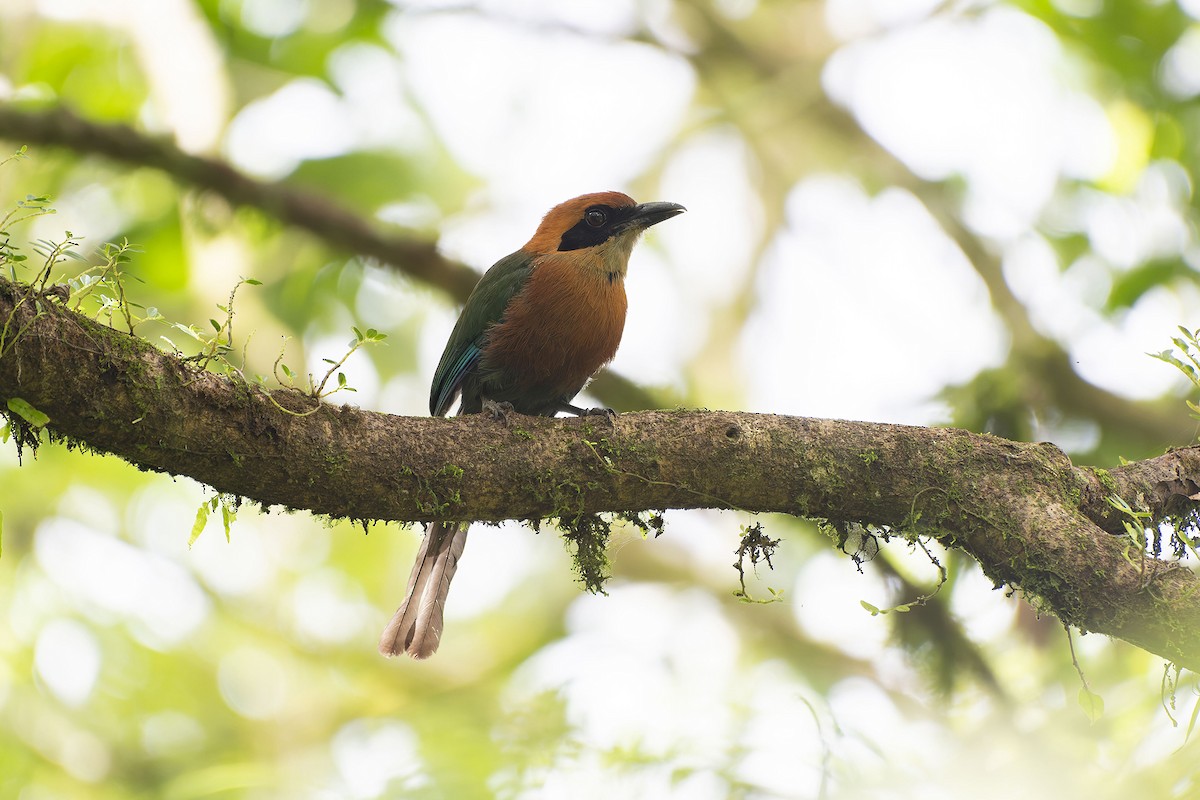 Rufous Motmot - ML623302810