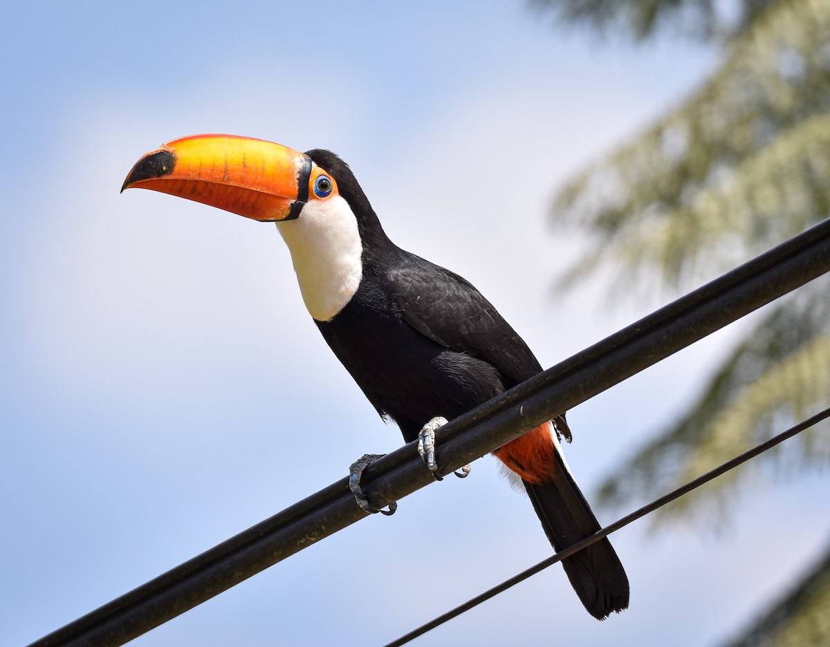 Тукан великий - ML623302871