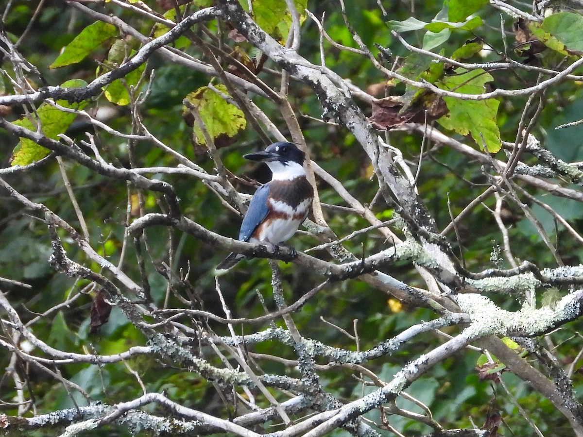 Belted Kingfisher - ML623302934