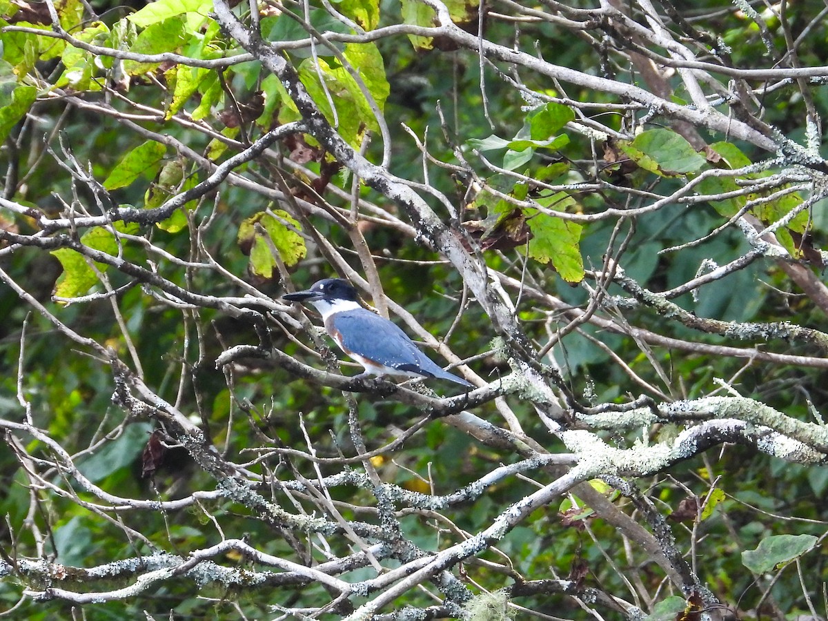 Belted Kingfisher - ML623302937