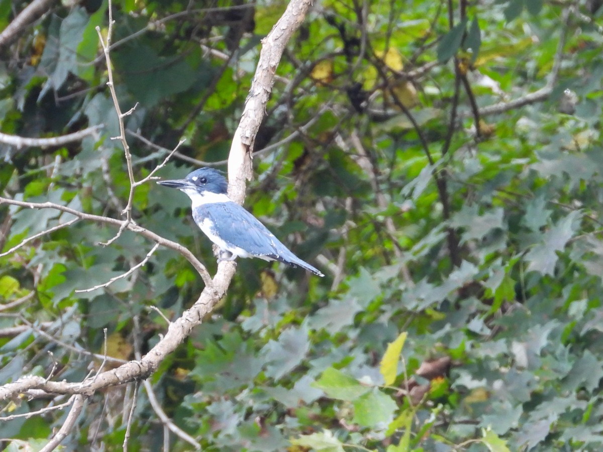 Belted Kingfisher - ML623302939