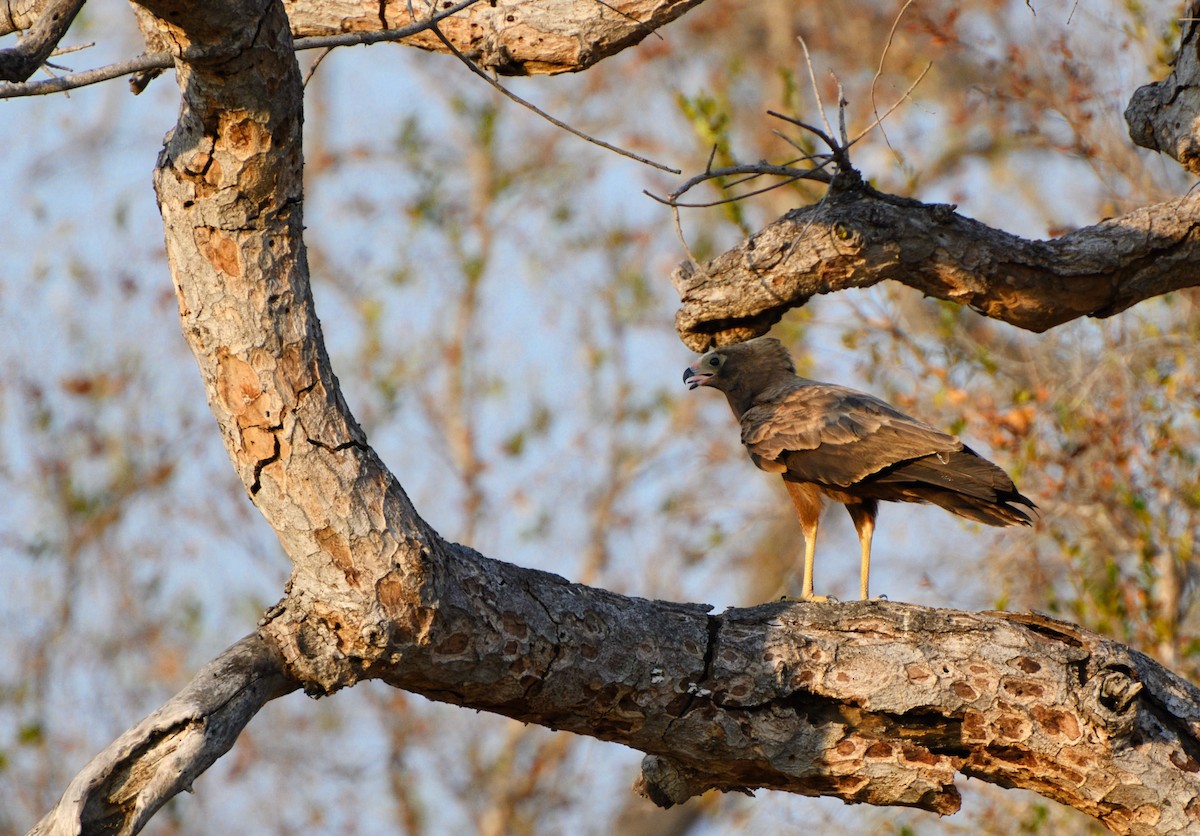 African Harrier-Hawk - ML623303112