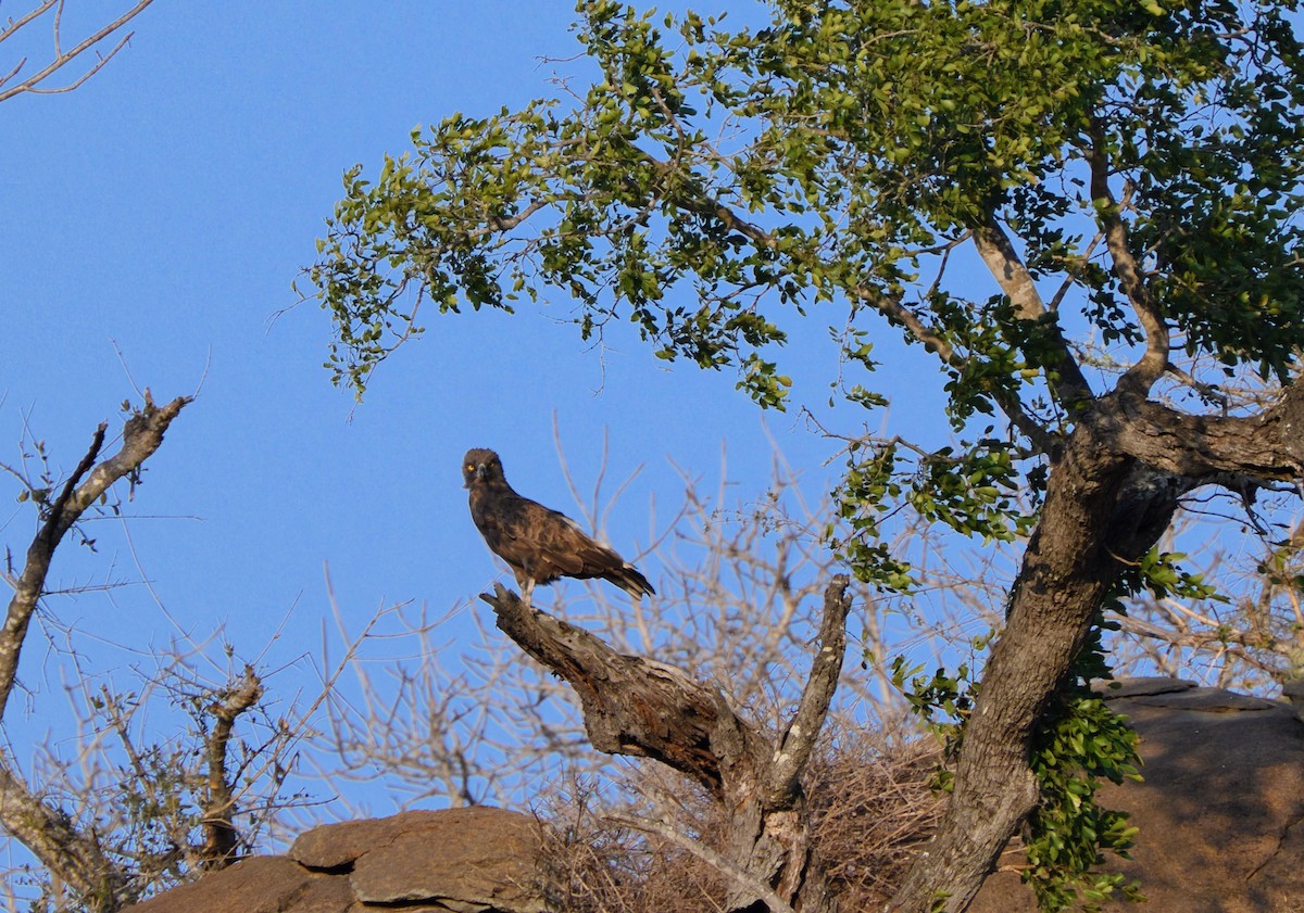 Brown Snake-Eagle - ML623303122