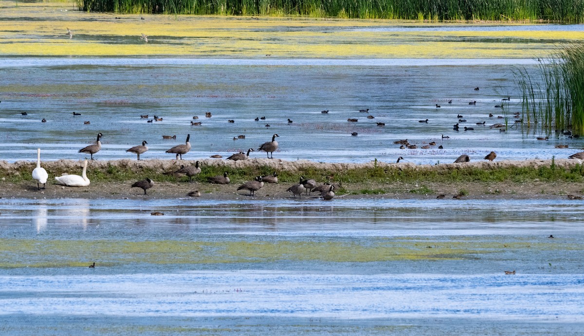 Trumpeter Swan - ML623303172