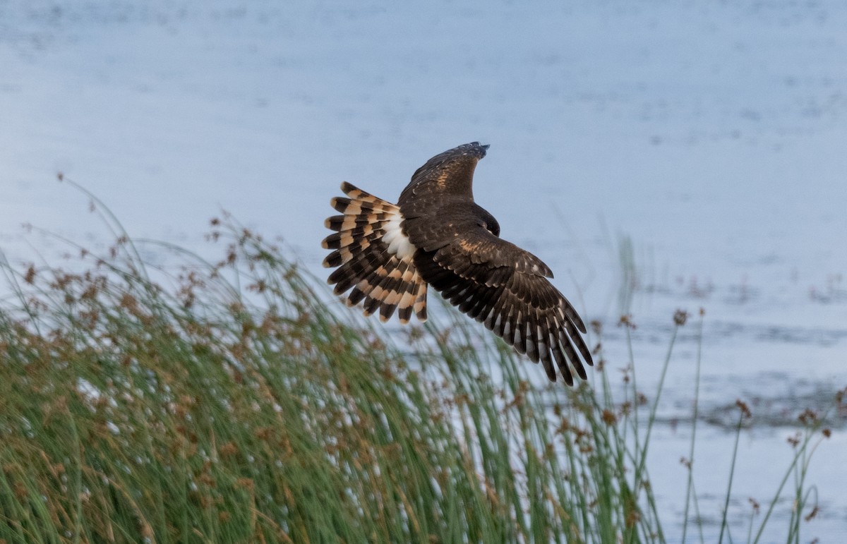 Northern Harrier - ML623303181