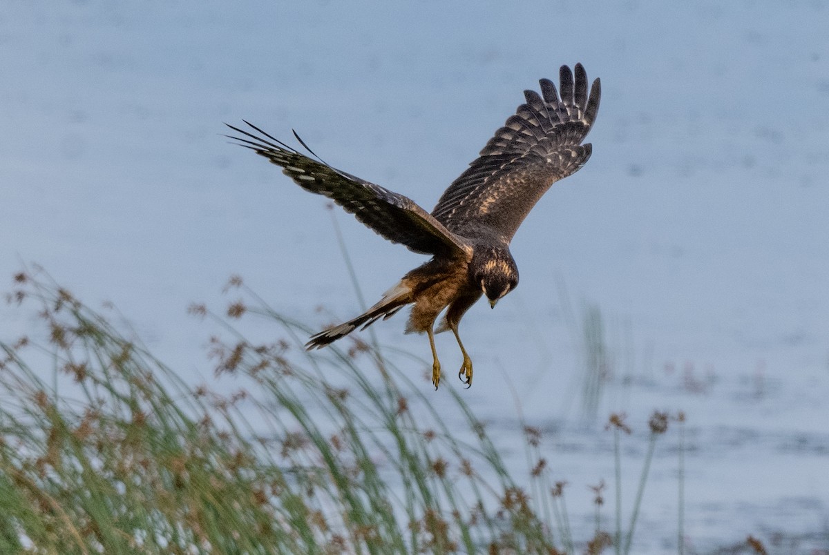 Northern Harrier - ML623303204