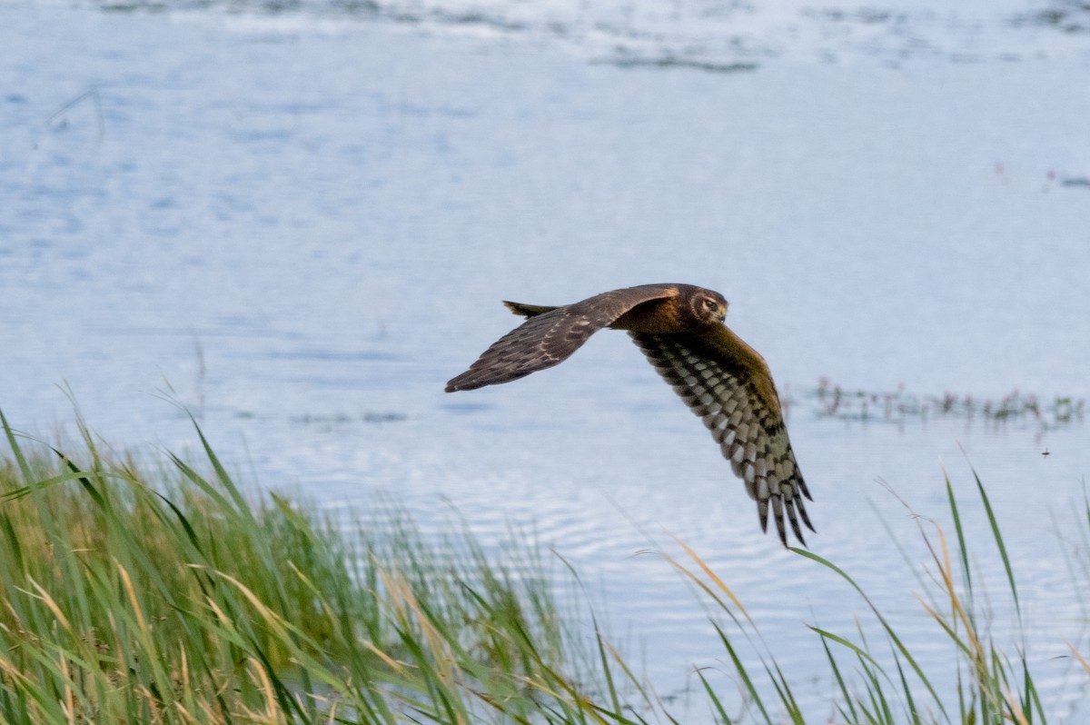 Northern Harrier - ML623303214