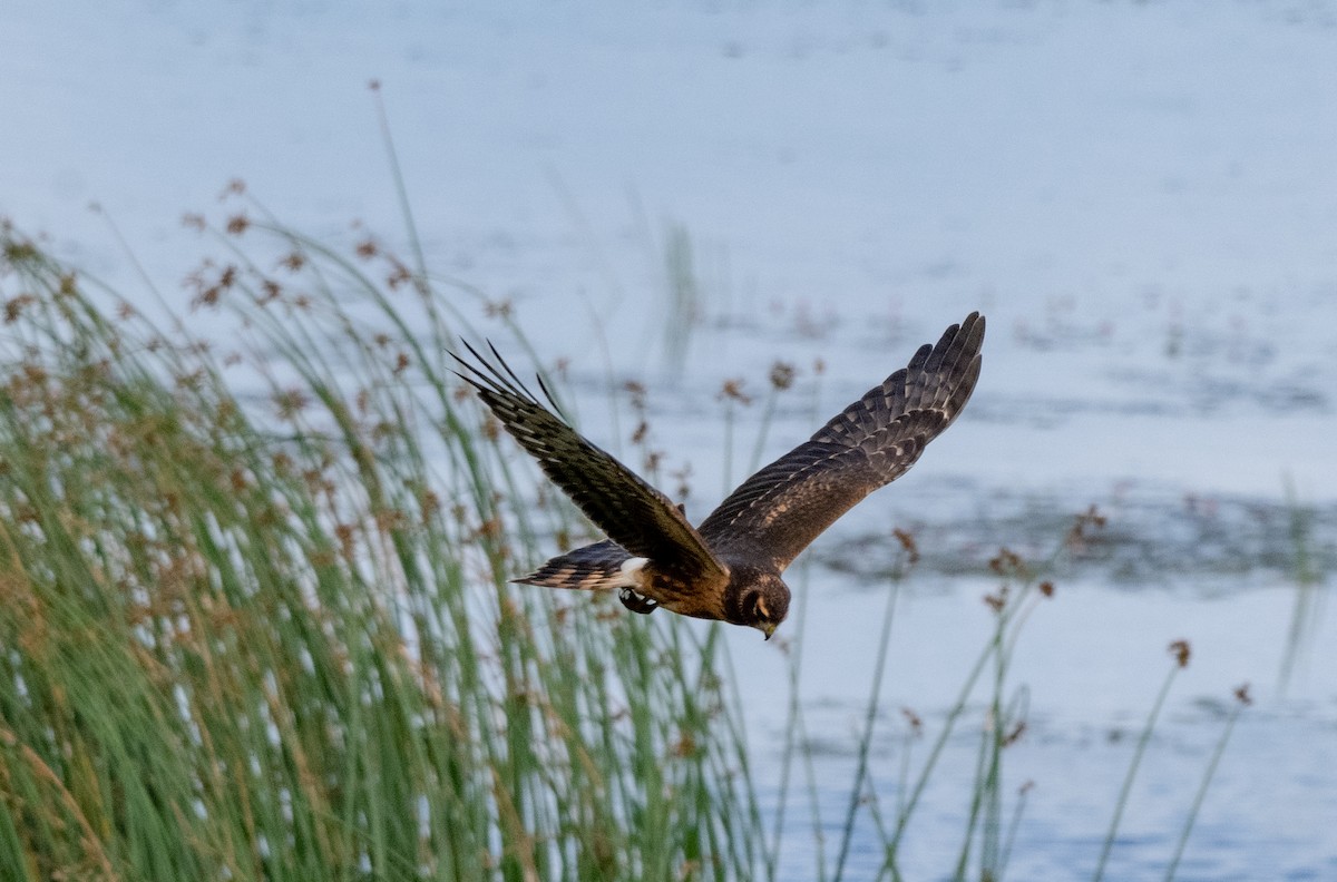 Northern Harrier - ML623303222