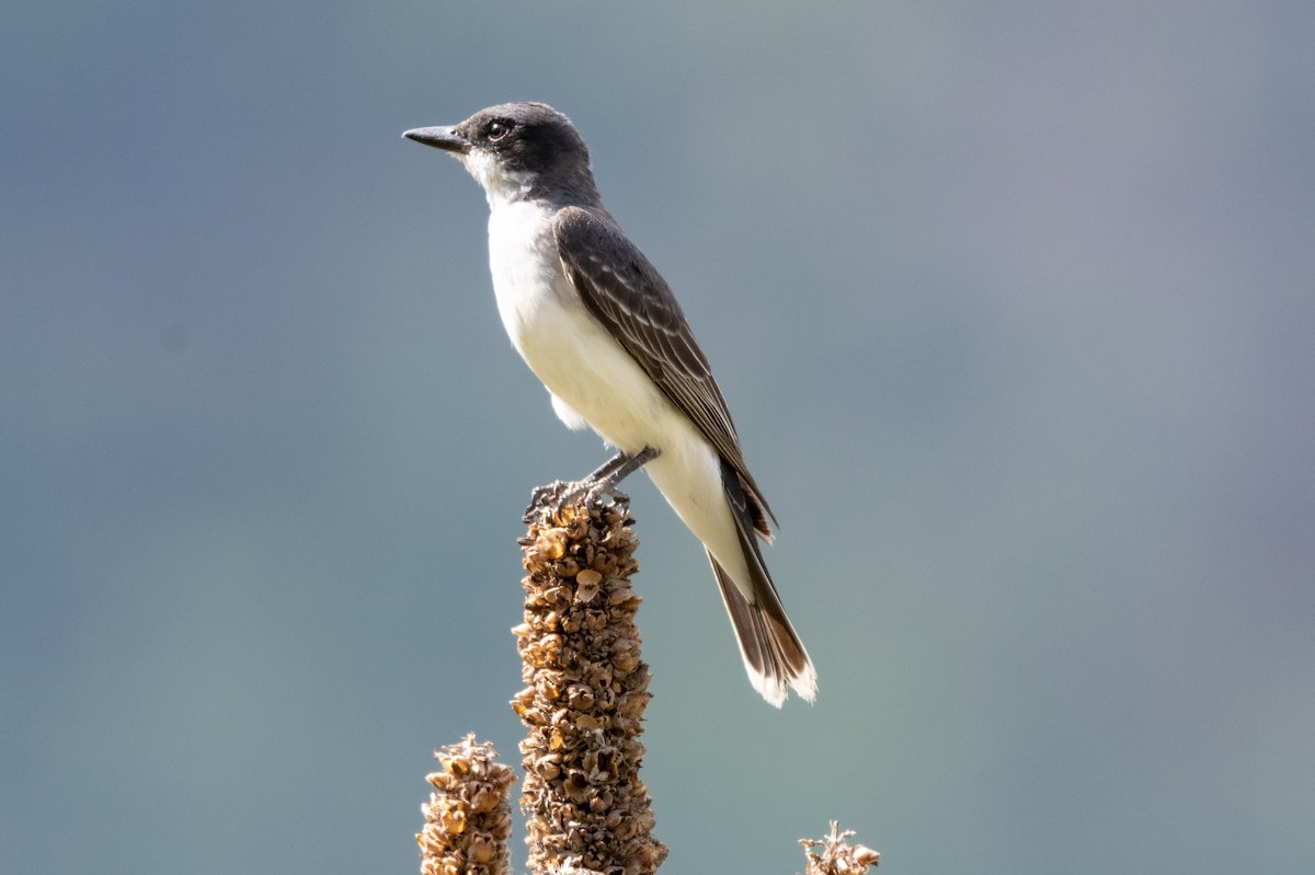 Eastern Kingbird - ML623303242