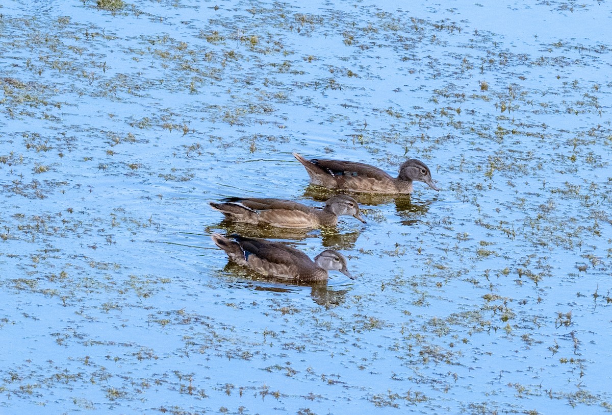 Wood Duck - Ken Milender