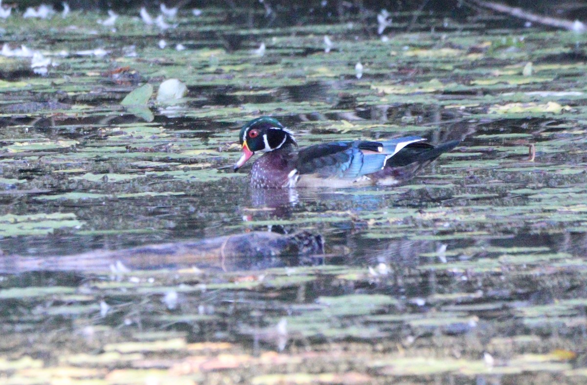 Wood Duck - ML623303326