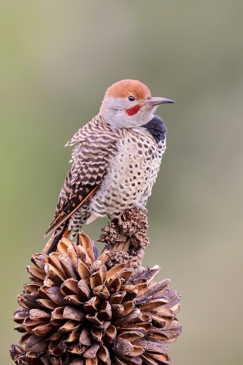 Guatemalan Flicker - ML623303366