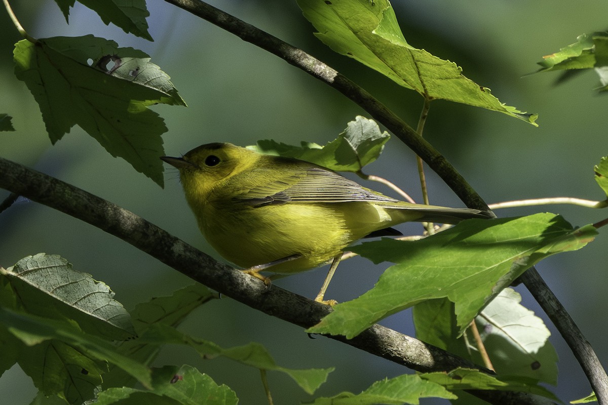 Wilson's Warbler - Scott Fraser