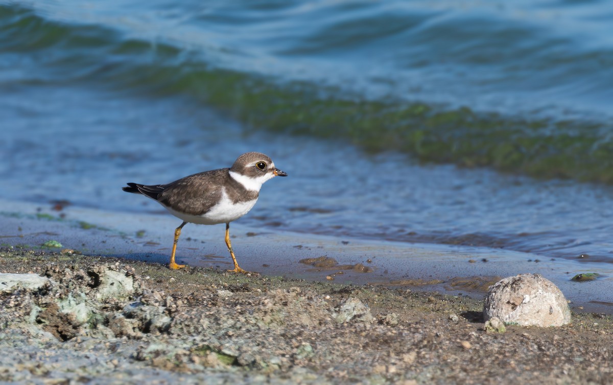 Semipalmated Plover - ML623303546