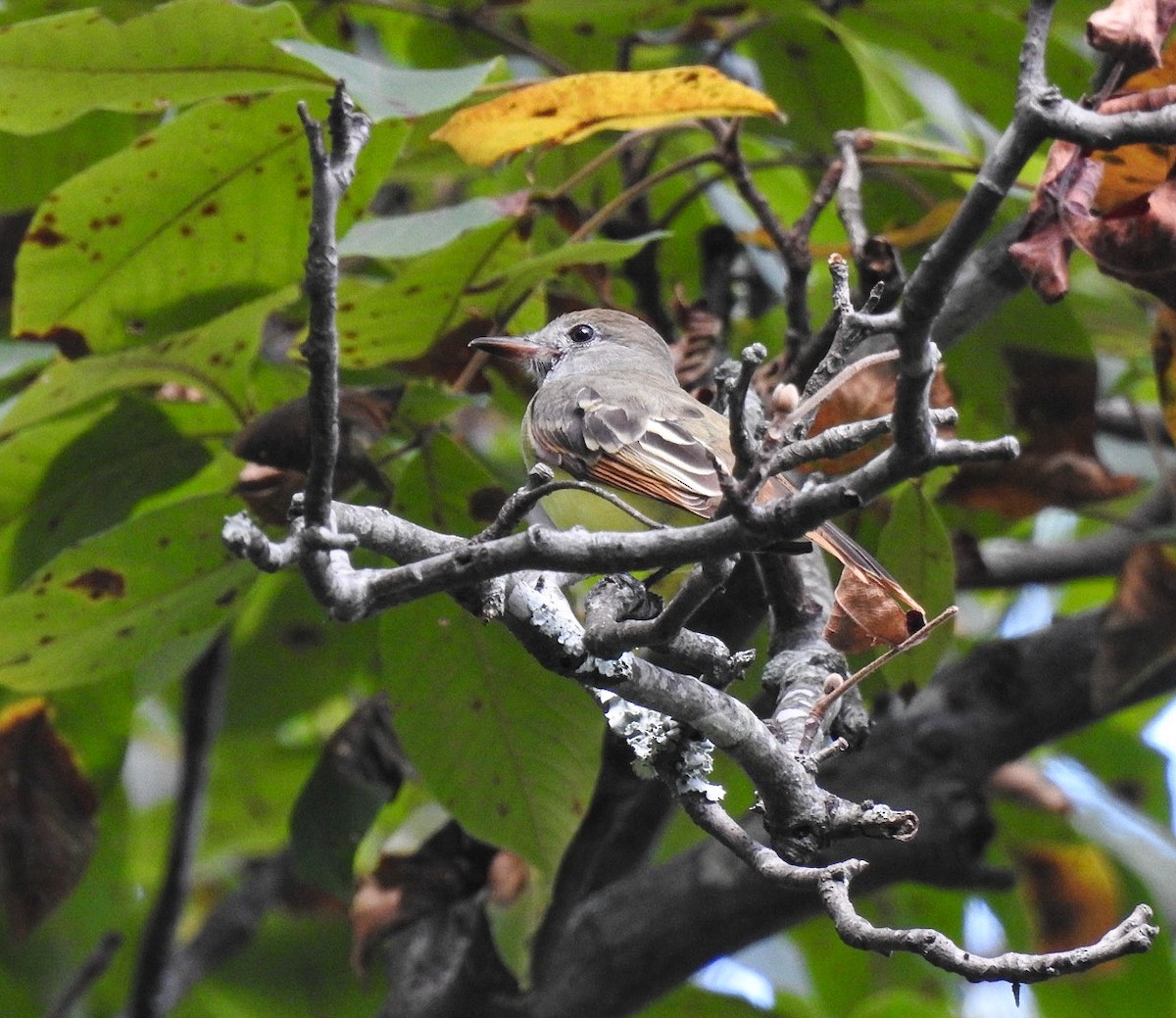 Great Crested Flycatcher - ML623303570