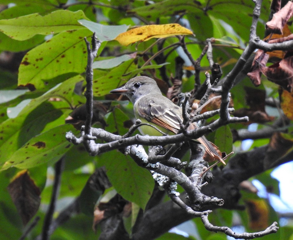 Great Crested Flycatcher - ML623303571