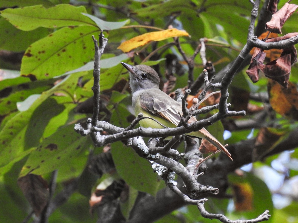 Great Crested Flycatcher - ML623303572