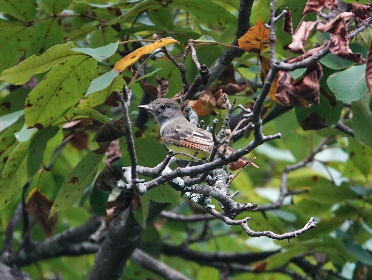 Great Crested Flycatcher - ML623303573