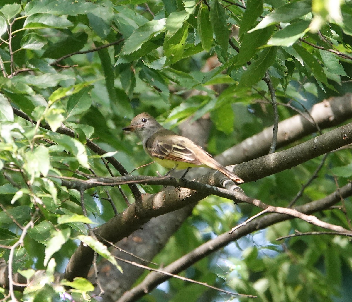 Great Crested Flycatcher - ML623303575