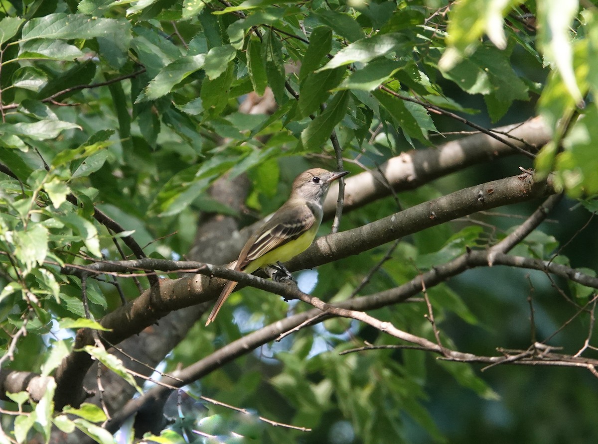 Great Crested Flycatcher - ML623303576