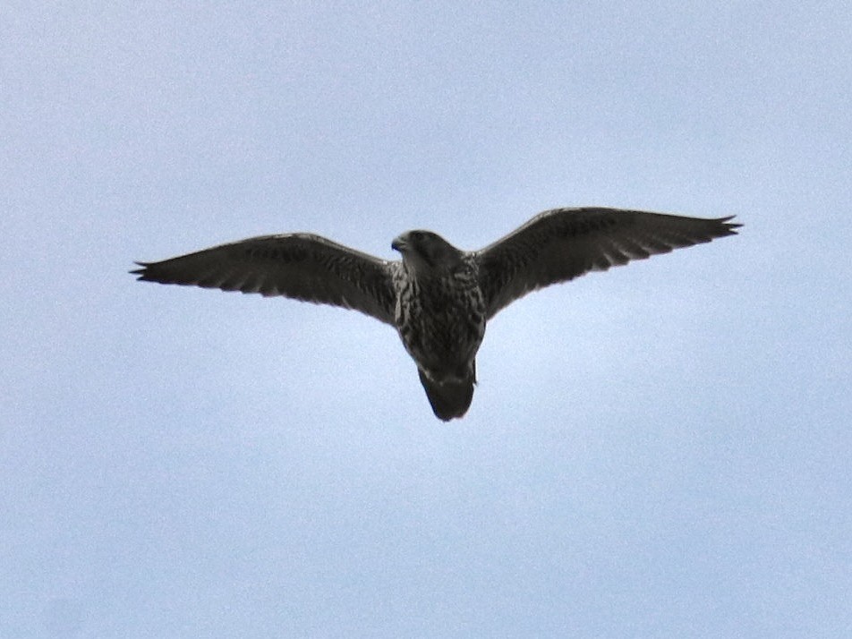 Gyrfalcon - ML623303593