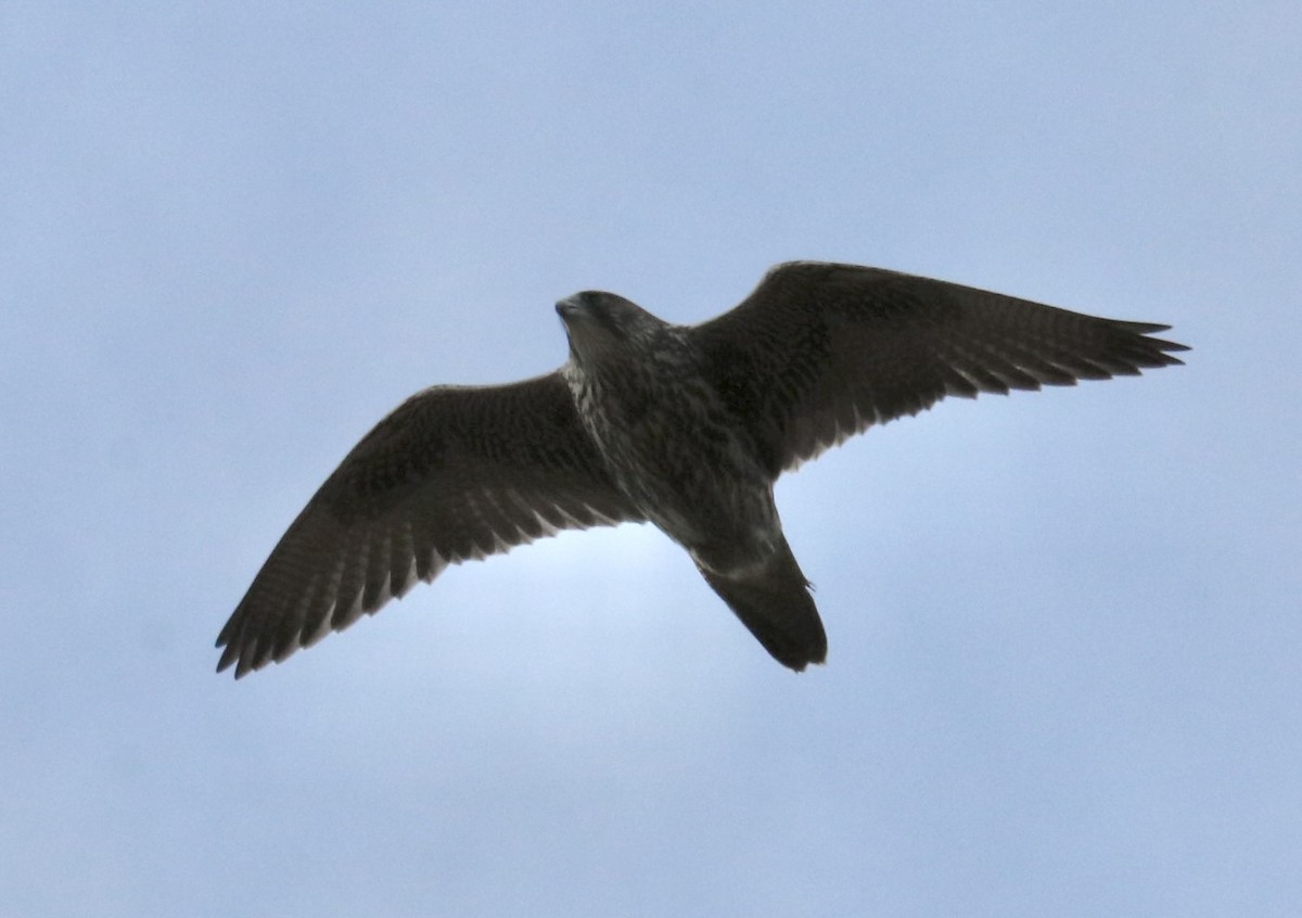 Gyrfalcon - ML623303631