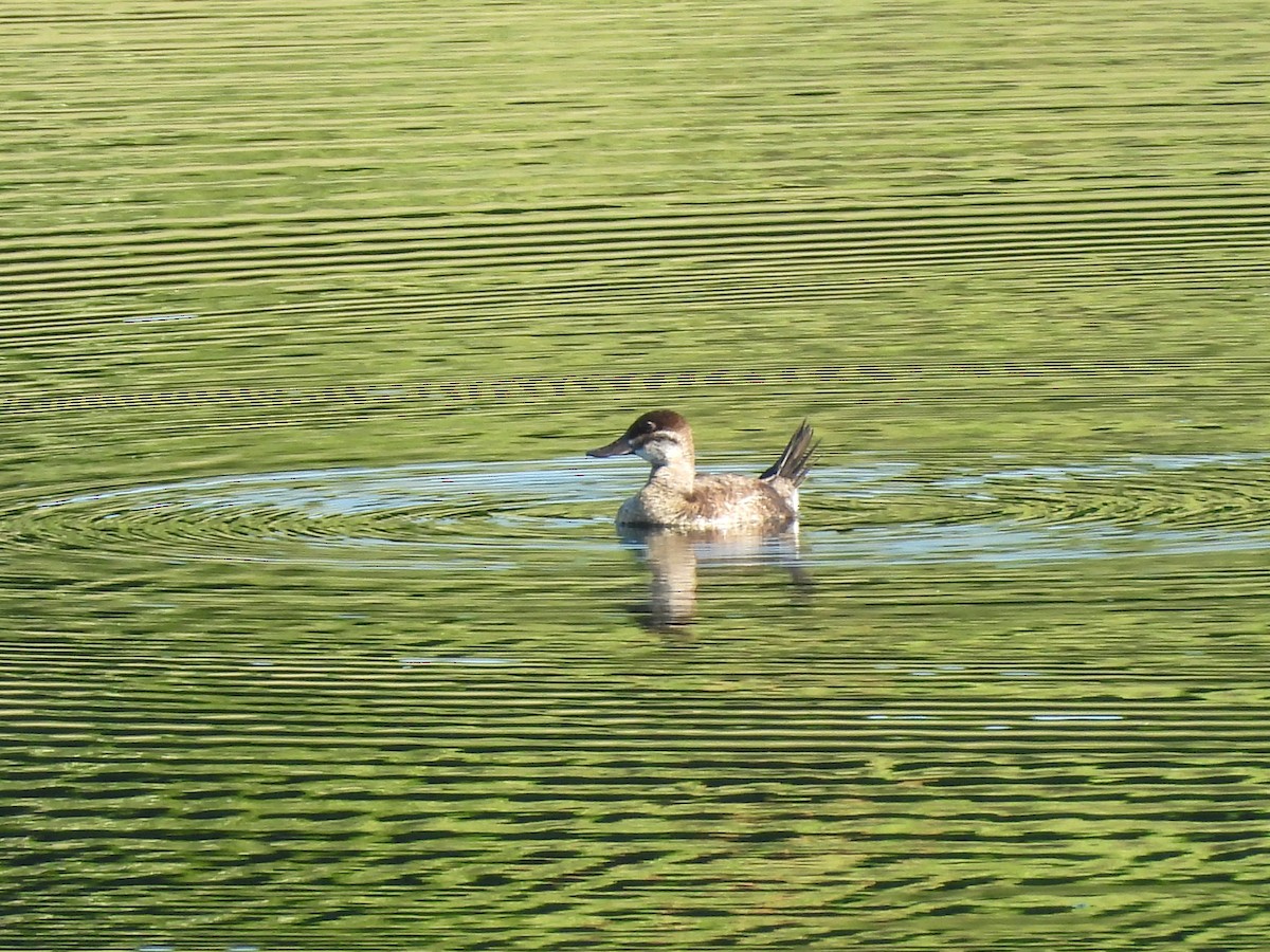 Ruddy Duck - ML623303803