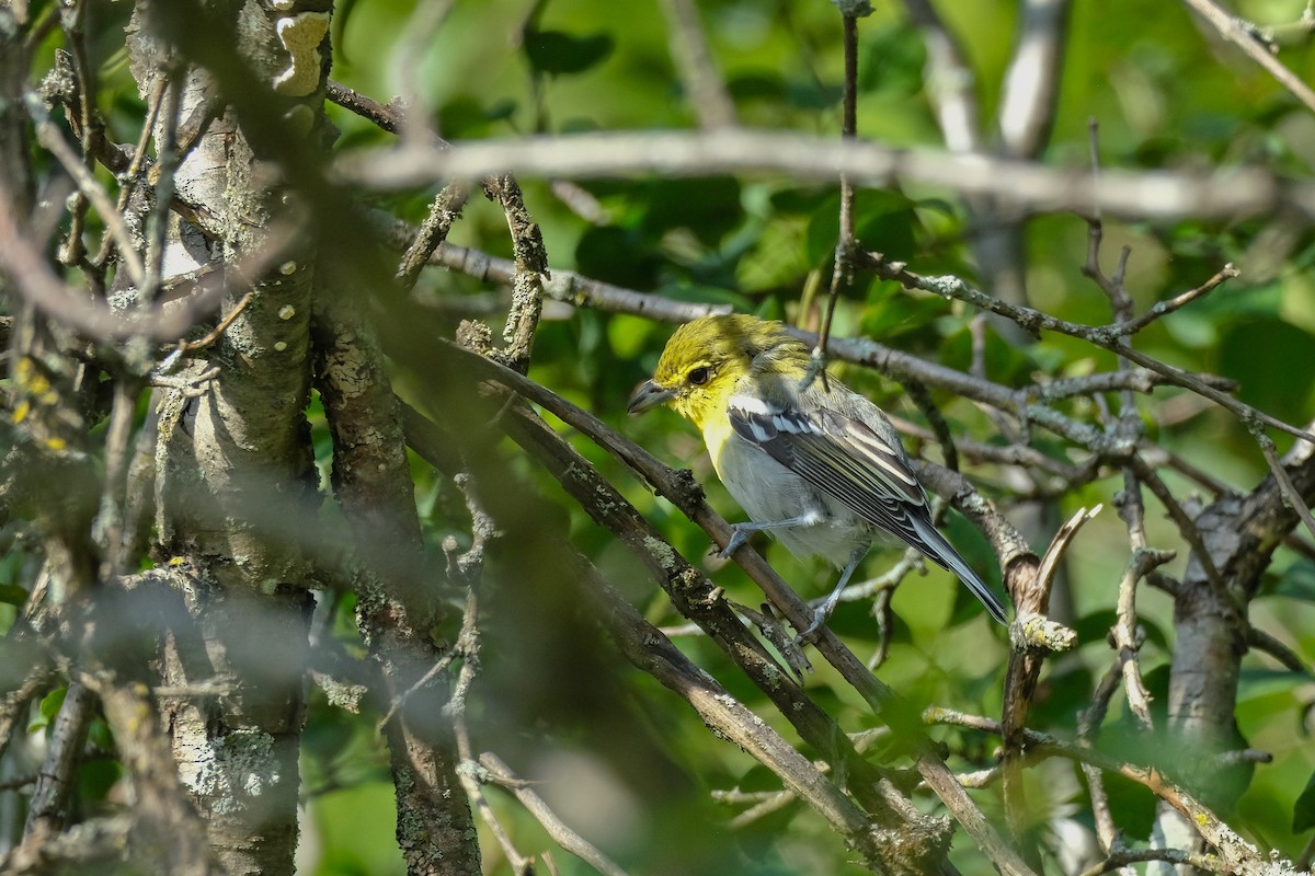 Yellow-throated Vireo - ML623303831