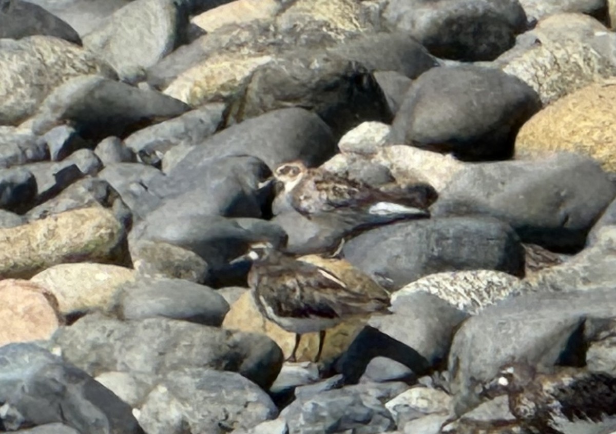 Rock Sandpiper - ML623303848