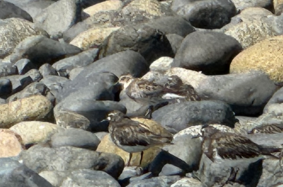 Rock Sandpiper - ML623303849