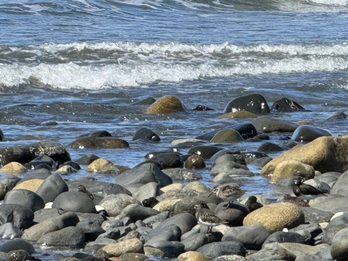 Rock Sandpiper - ML623303850