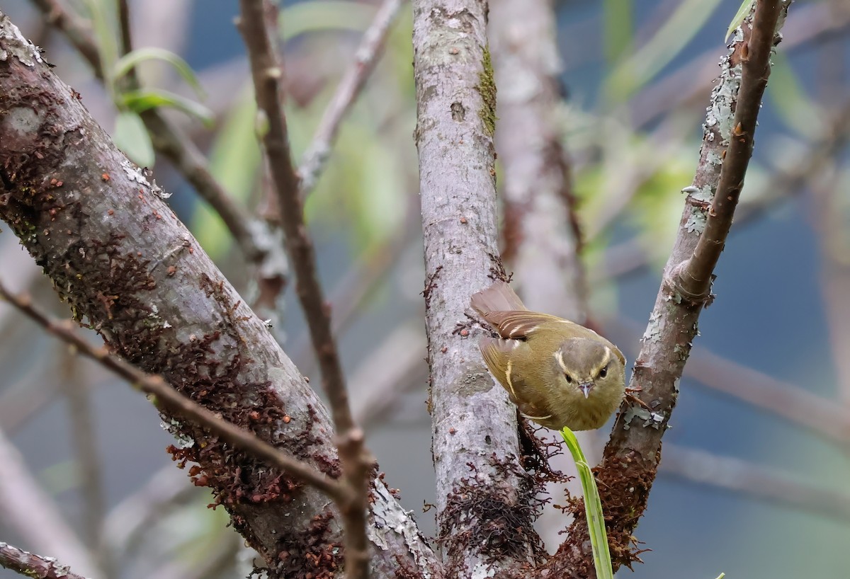 Lemon-rumped Warbler - ML623303869