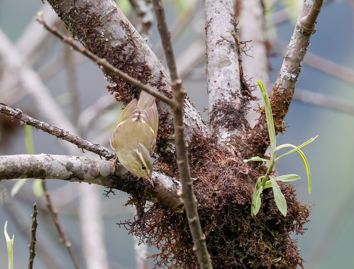 Lemon-rumped Warbler - ML623303870