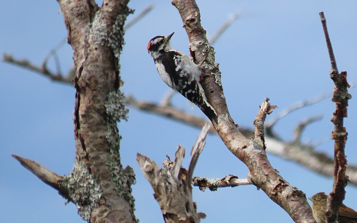 Downy Woodpecker - ML623303875