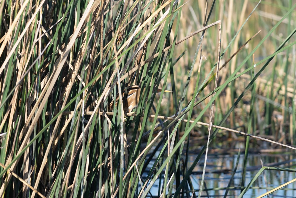 Stripe-backed Bittern - ML623303887