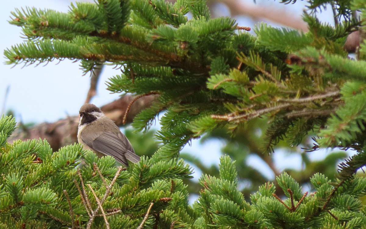 Boreal Chickadee - ML623303892