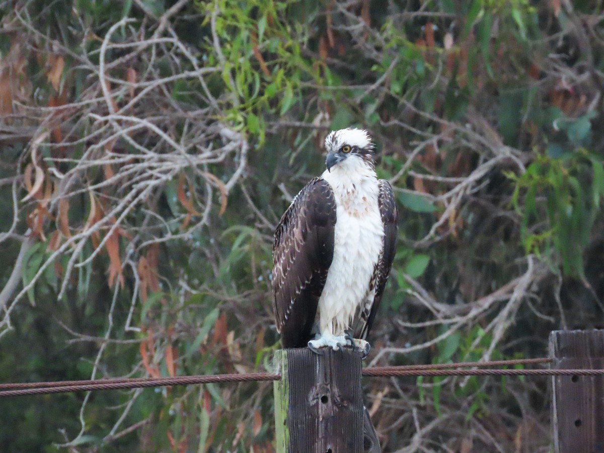 Osprey - ML623303896