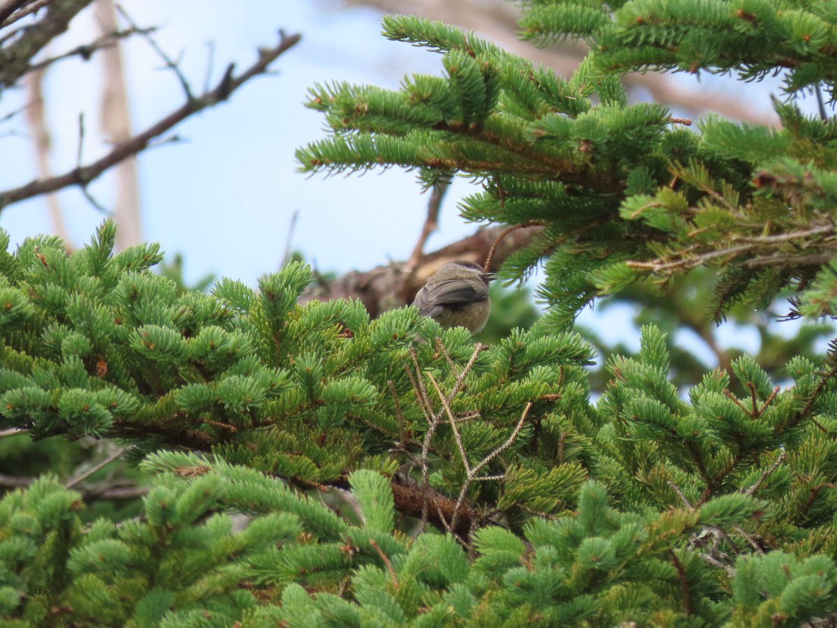 Boreal Chickadee - ML623303898