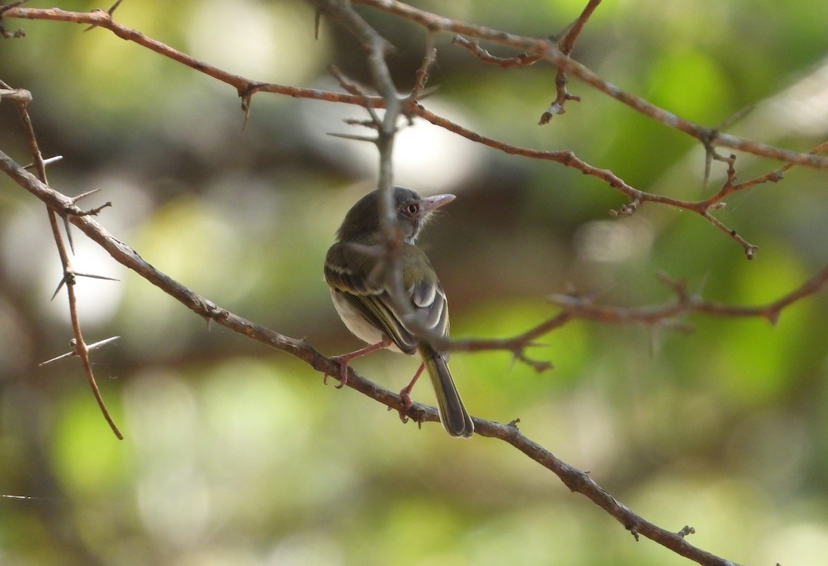 Pearly-vented Tody-Tyrant - ML623303975