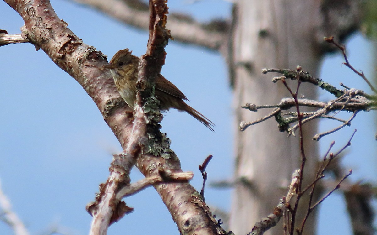 Lincoln's Sparrow - ML623303998