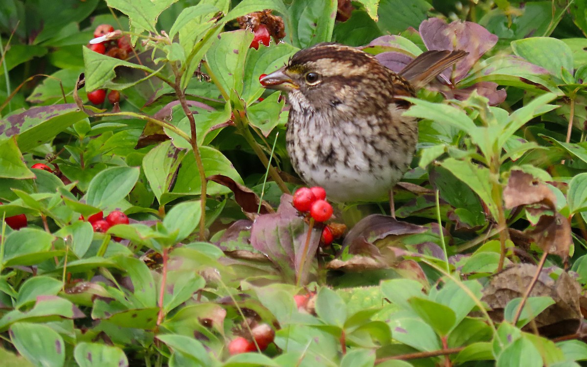 White-throated Sparrow - ML623304004