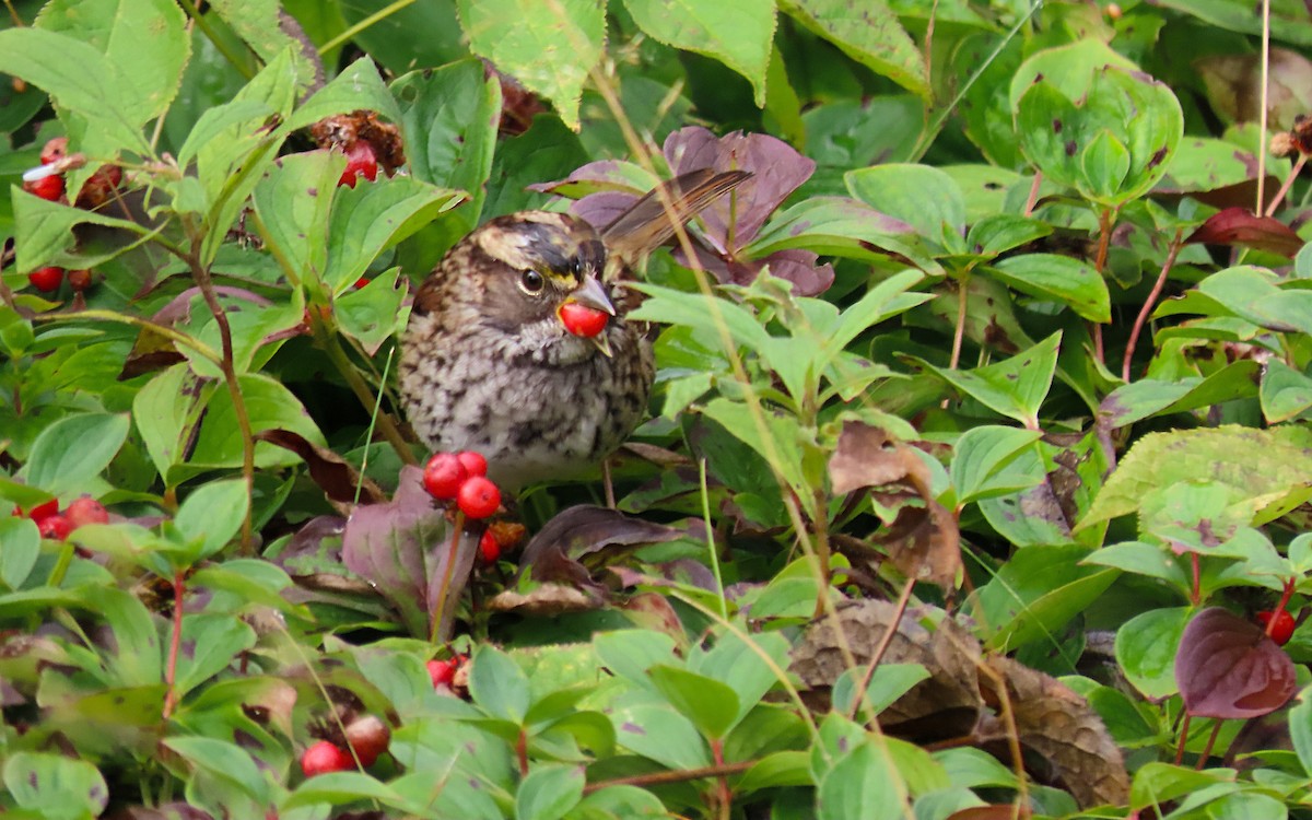 White-throated Sparrow - ML623304005