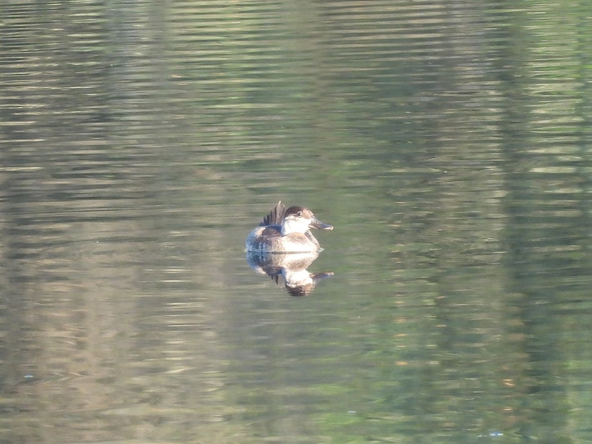 Ruddy Duck - ML623304021