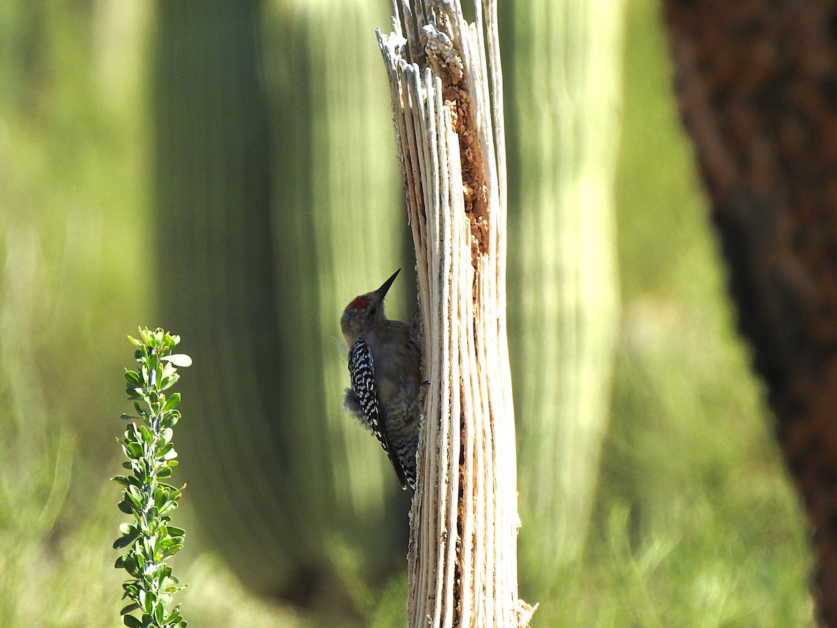 Gila Woodpecker - ML623304045